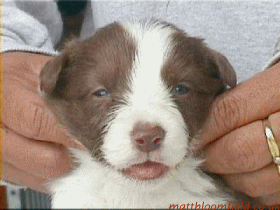 Squishy Dog - Pup Idol