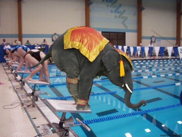 Nelly Takes The Plunge