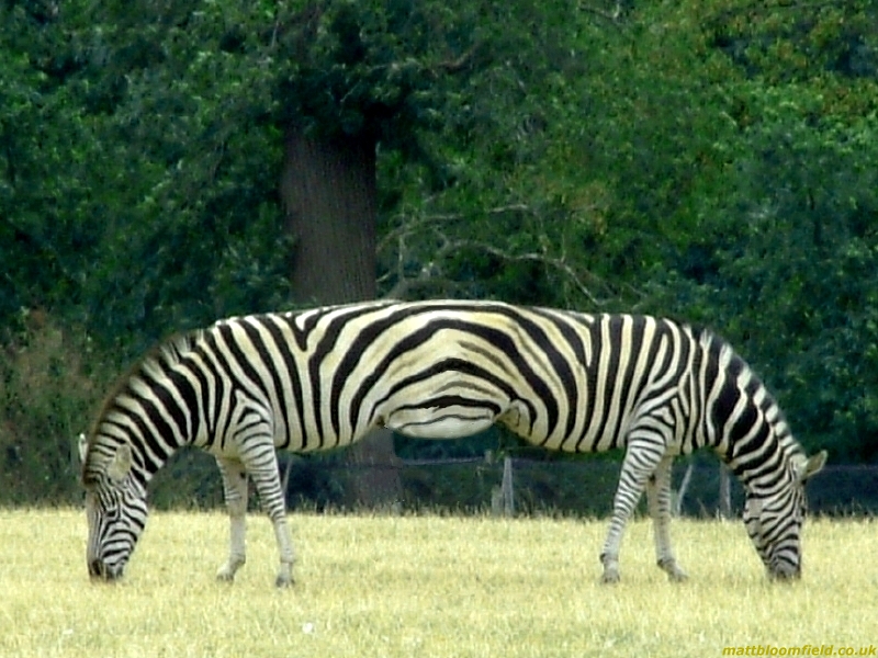 Zebra